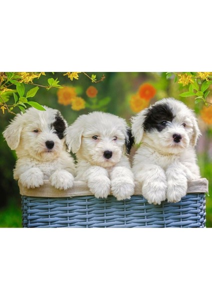 127658 Cuddly Puppies 200 Parça Xxl Ravensburger Puzzle