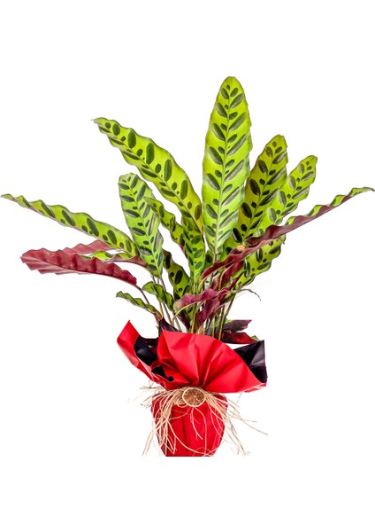 Paketli Kalatya - Calathea Lancifolia Insigne - Ithal - Doğum Günü