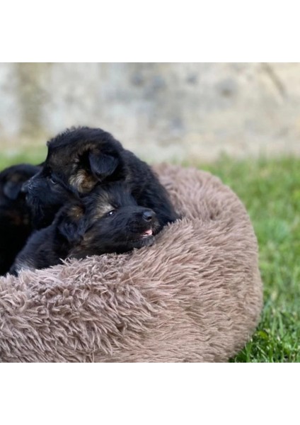Fluffy Peluş Kedi Köpek Yatağı - Renk: Pembe
