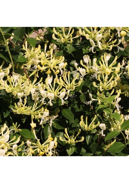 Hanımeli Çiçeği Fidanı Lonicera Periclymenum 10-20 cm