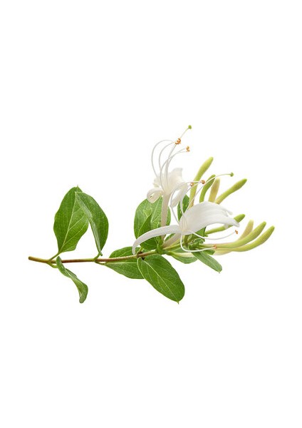 Hanımeli Çiçeği Fidanı Lonicera Periclymenum 10-20 cm
