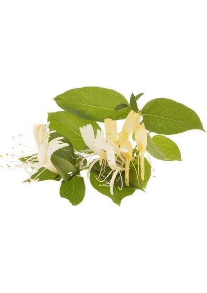 Hanımeli Çiçeği Fidanı Lonicera Periclymenum 10-20 cm