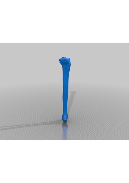 Insan Tibia ve Fibula (Plastik Aparattır!!!)