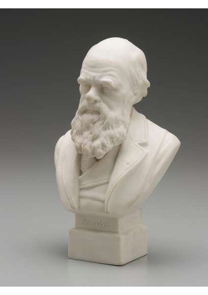 Charles Darwin'in Büstü, 1899 Dolayları (Plastik Aparattır!!!)