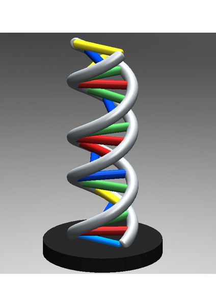 Dna Ölçek Modeli (Plastik Aparattır!!!)