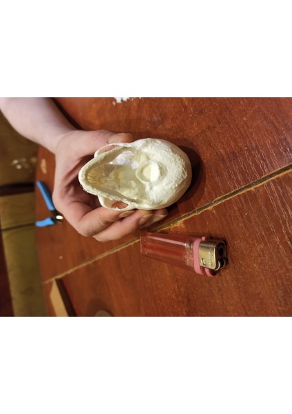 Insan Kafatası (Plastik Aparattır!!!) fiyatları