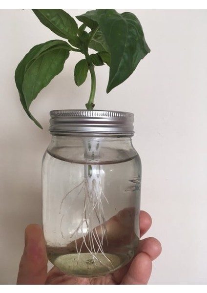 Çeliklerden Fesleğen Yetiştirmek Için Mason Kavanoz Kapağı (Plastik Aparattır!!!)