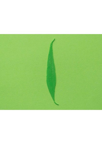 Söğüt Ağacı Yaprağı (Plastik Aparattır!!!)