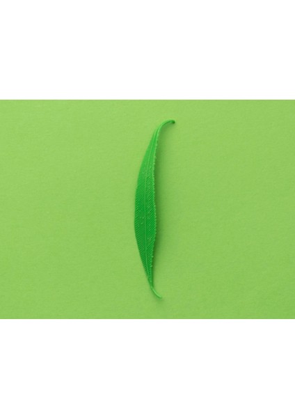 Söğüt Ağacı Yaprağı (Plastik Aparattır!!!)