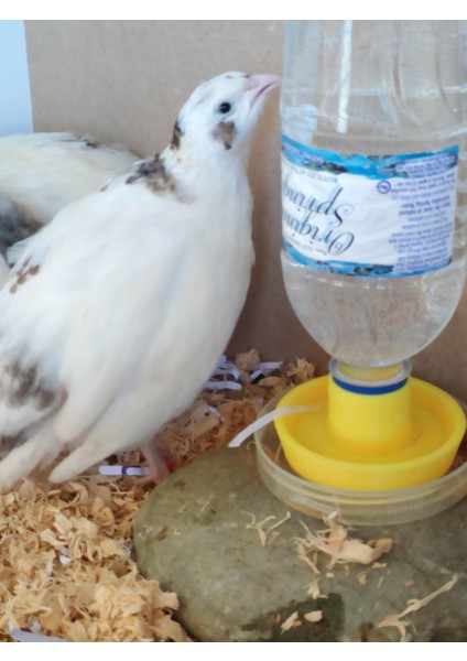 Bebek Civciv Su Şişesi Tabağı (Plastik Aparattır!!!) fırsatları
