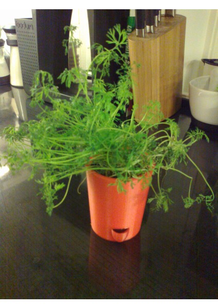 Su Seviyesi Göstergesine Sahip Saksı Bitki Tutucusu (Plastik Aparattır!!!) modelleri