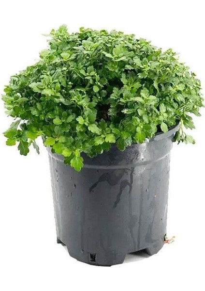 Beyaz Kasımpatı Krizantem Hüzün Çiçeği 10-20 cm Chrysanthemum fiyatları