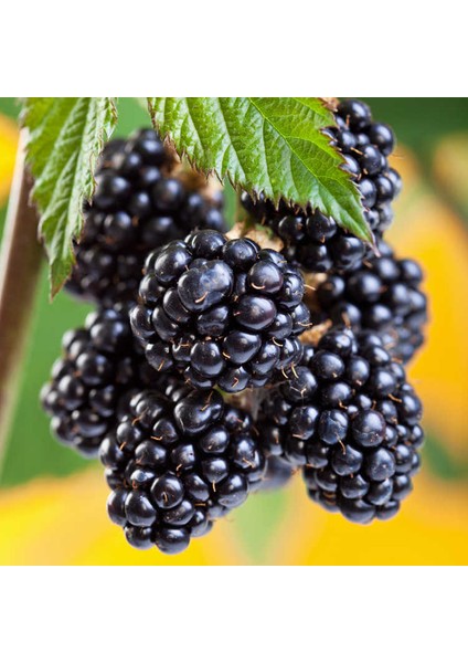 10 Adet Chester Böğürtlen Fidanı Paketi