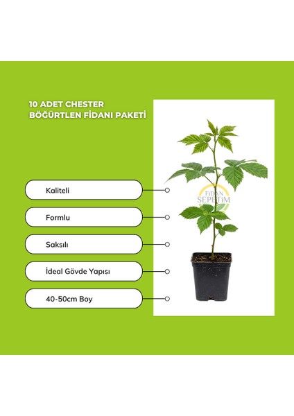 10 Adet Chester Böğürtlen Fidanı Paketi fiyatları