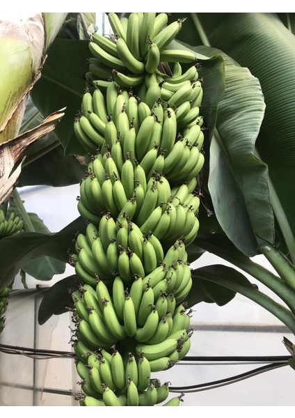 Muz Anamur 3 kg Yeni Hasat Yeşil