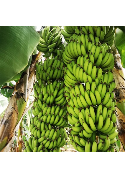 Muz Anamur 3 kg Yeni Hasat Yeşil