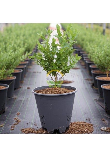 2 Adet Sweetheart Çeşiti Yaban Mersini Fidanı ve Yetiştirme Kiti fiyatları