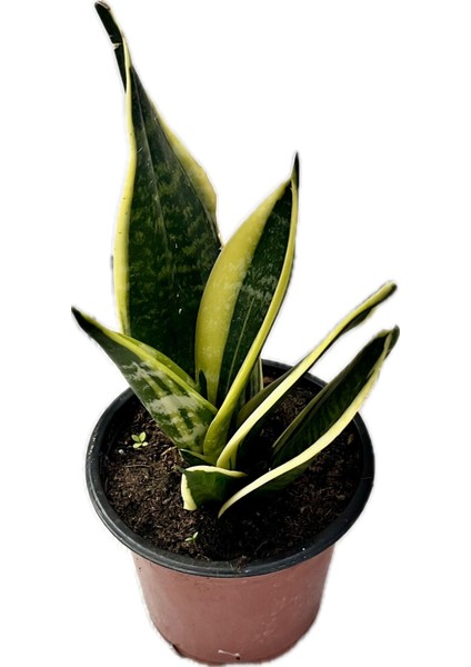 Canlı Paşa Kılıcı (Sansevieria) – Hava Temizleyen Kolay Bakımlı Bitki | Saksılı, Iç Mekan Çiçeği|ev,ofis,ssalonbitkileri|24-30 cm
