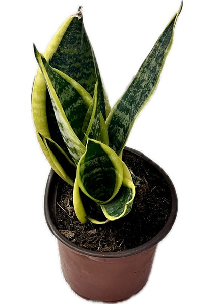Canlı Paşa Kılıcı (Sansevieria) – Hava Temizleyen Kolay Bakımlı Bitki | Saksılı, Iç Mekan Çiçeği|ev,ofis,ssalonbitkileri|24-30 cm