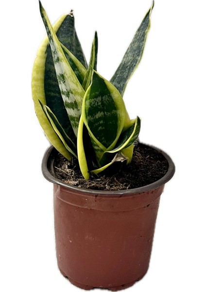Canlı Paşa Kılıcı (Sansevieria) – Hava Temizleyen Kolay Bakımlı Bitki | Saksılı, Iç Mekan Çiçeği|ev,ofis,ssalonbitkileri|24-30 cm