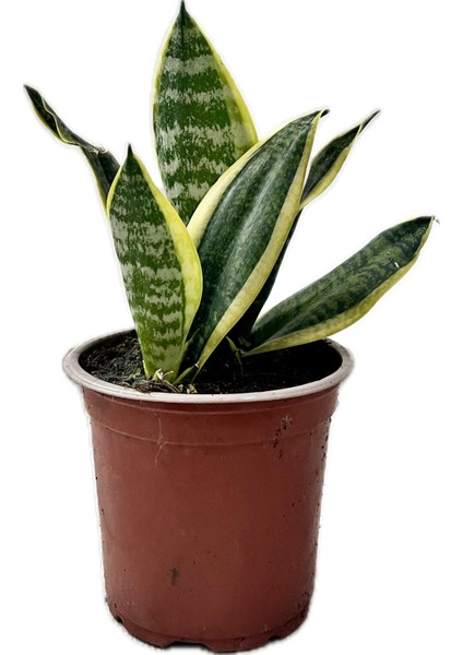 Canlı Paşa Kılıcı (Sansevieria) – Hava Temizleyen Kolay Bakımlı Bitki | Saksılı, Iç Mekan Çiçeği|ev,ofis,ssalonbitkileri|24-30 cm