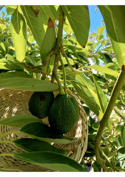 Sıkmalık 5 kg fiyatları
