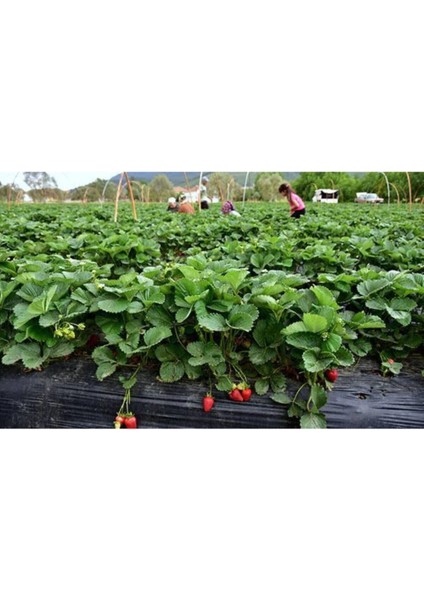 Tarladan Taze Çilek 500GR (Serasız) fiyatları