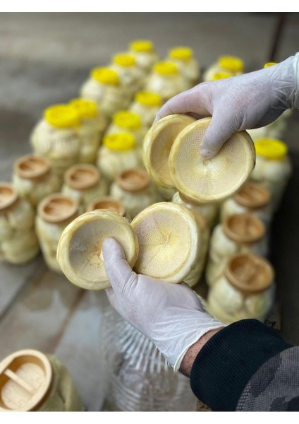 100 Adet Orta - Duble Boy Karışık Taze Çanak Enginar