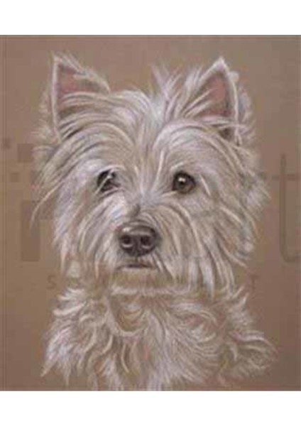 Beyaz Köpek Pixart Sanat Elmas Mozik Tablo Daimond Türkiye 45*53