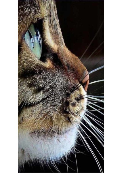 Kedi Bakisi 40 x 60 Elmas Mozaik Tablo