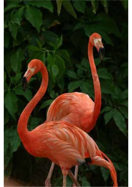 Bir Cift Flamingo 40 x 60 Elmas Mozaik Tablo