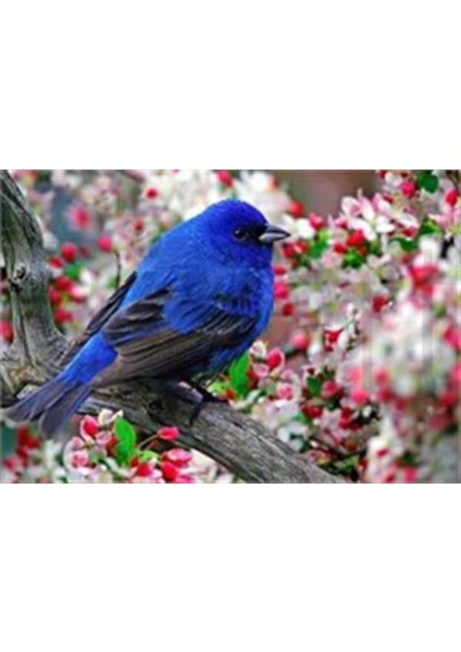 Nar Çiçekleri Arasındaki Çit Kuşu Pixart Sanat Elmas Mozaik Tablo Diamond Türkiye 29*42
