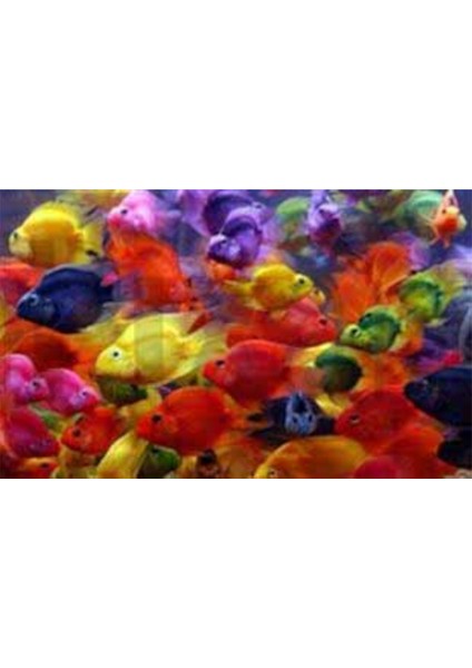 Neon Renklerdeki Balıklar Pixart Sanat Elmas Mozaik Tablo Diamond Türkiye 82*52