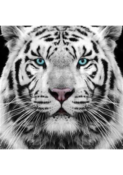 Mavi Gözlü Kaplan Pixart Sanat Elmas Mozik Tablo Daimond Türkiye 42*42