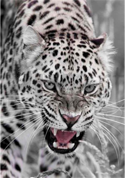 Vahşi Leoparpixart Sanat Elmas Mozik Tablo Daimond Türkiye 38*53