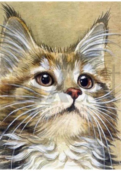 Yavru Kedi Pixart Sanat Elmas Mozik Tablo Daimond Türkiye 38*53