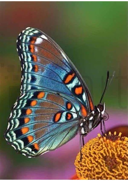 Doğadaki Güzellik PixArt Sanat Elmas Mozik Tablo Daimond Türkiye 37*52