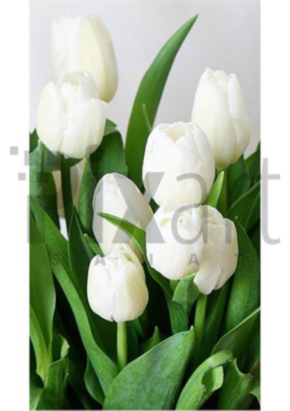 Beyaz Laleler 33 x 51 Elmas Mozaik Tablo