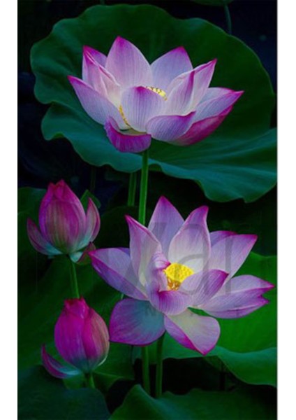 Zeren Cicegi 40 x 60 Elmas Mozaik Tablo