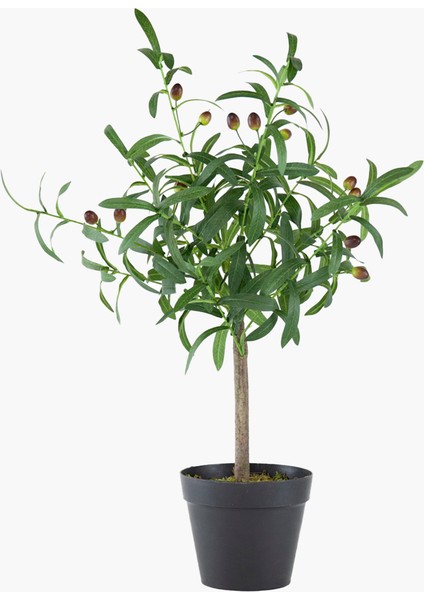 Saksılı Zeytin Ağacı 40X30X66CM