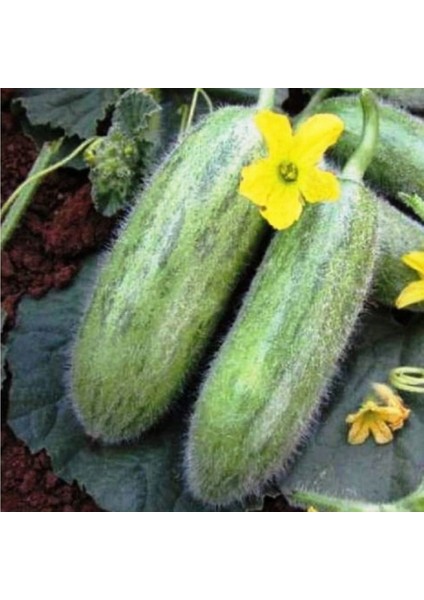 Geleneksel Turşuluk Sofralık Karadibek Acur Tohumu (20 Tohum)