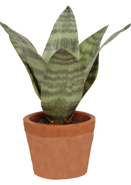 DEKORATİF BİTKİ - KAPLAN ÇİÇEĞİ (9x20cm)