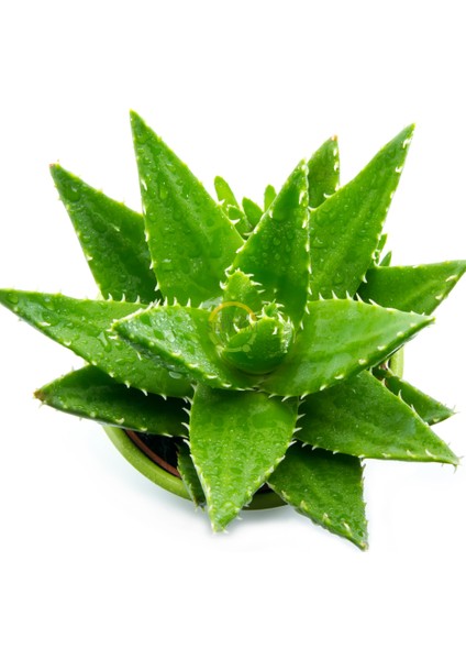 Aloe Vera Bitkisi 10'lu Ekonomik Paket