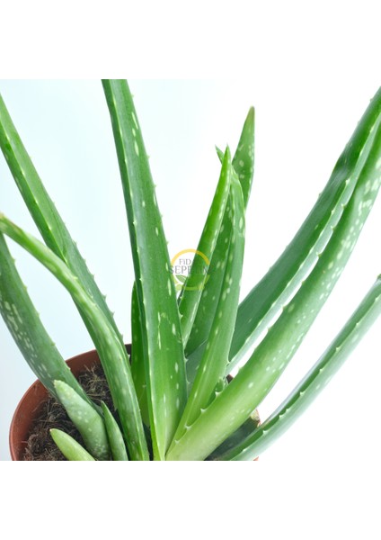 Aloe Vera Bitkisi 10'lu Ekonomik Paket fiyatları