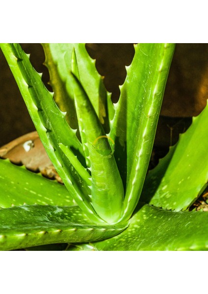 Aloe Vera Bitkisi 10'lu Ekonomik Paket modelleri