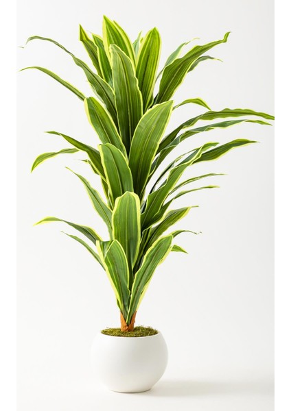 Yapay Dracaena Fragrans Ağacı 100 cm Beyaz Küre Saksı
