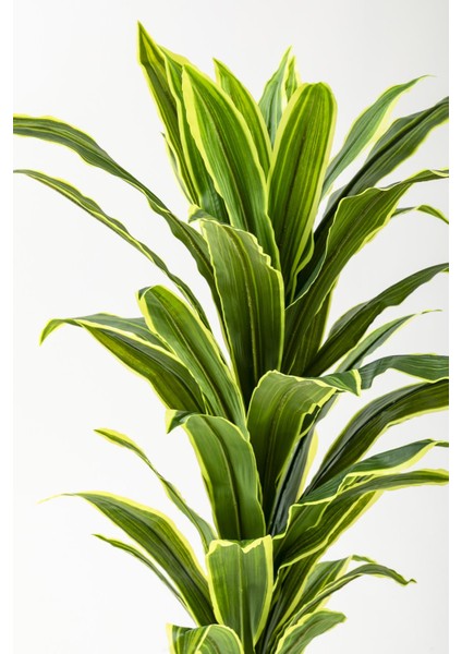 Yapay Dracaena Fragrans Ağacı 100 cm Beyaz Küre Saksı fiyatları