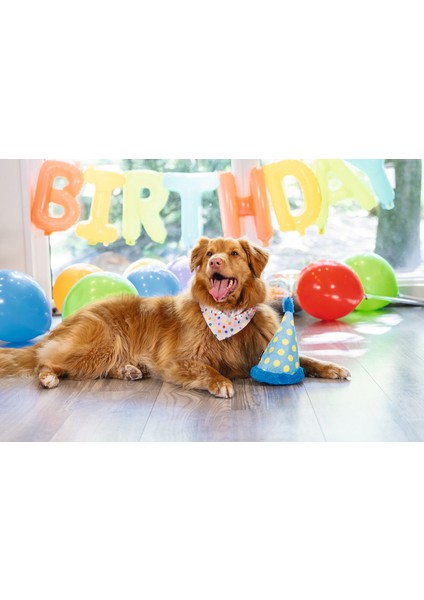 Köpek Oyuncağı, Şapka, Peluş, Mavi, 22X14X14CM Dpmah modelleri