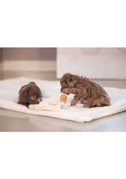 Yavru Köpek Oyuncağı, Peluş, Beyaz, 37X28X4CM Dpmah modelleri