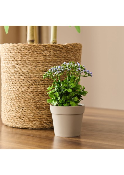 Dekor Saksılı Yapay Kokina Çiçek - - 17X6 cm